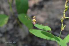 Alysicarpus bupleurifolius